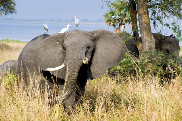 sloni u jezera