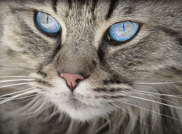 modrooká kočka