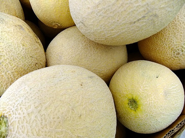 melouny cukrové